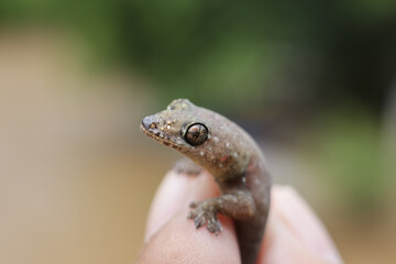 Small brown gecko, fragile reptile, delicately held by human fingers. Tiny lizard curious, alert. Detailed scales, big eye, close up portrait of wild animal, representing wildlife in nature