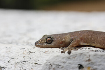 Brown gecko rests calmly on white textured wall outdoors. Close up detail captures this small reptile scales and large animal eyes, moment of quiet wildlife observation