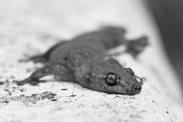 Small lizard, fascinating gecko, rests quietly textured surface, showcasing its incredible wildlife...