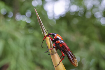 Vibrant red and black beetle diligently explores spiky green plant stem. Determined insect displays...