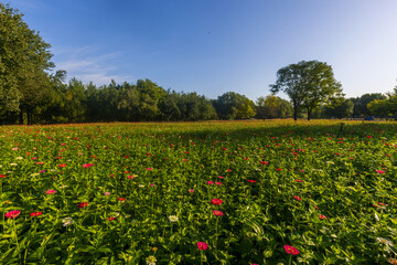 Autumn chrysanthemum sea scenery in Beijing Olympic Forest Park, China