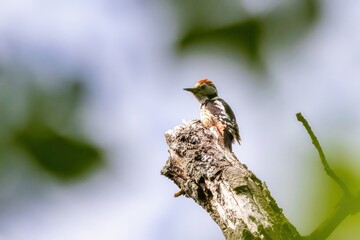 Middle spotted woodpecker (Dendrocopos medius) sitting in a tree trunk