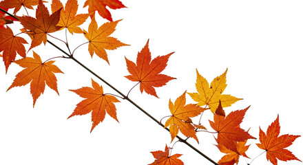 Vibrant autumn maple leaves in shades of red orange and yellow on a dark branch.