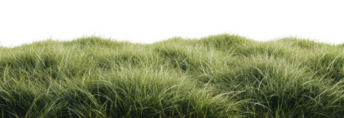 PNG Green grass border natural lush vegetation.