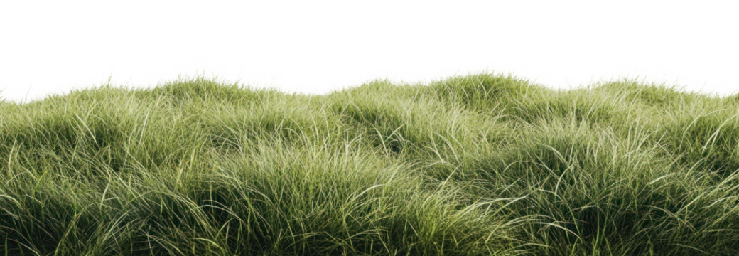 PNG Green grass border natural lush vegetation.