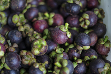 Vibrant pile of fresh purple mangosteen fruit, with its distinct green calyx, offers tempting tropical nutrition. Ripe and healthy, exotic food provides sweet and juicy snack