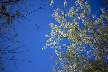 Vibrant blue sky provides striking backdrop to delicate white blossom flowers blooming tree...