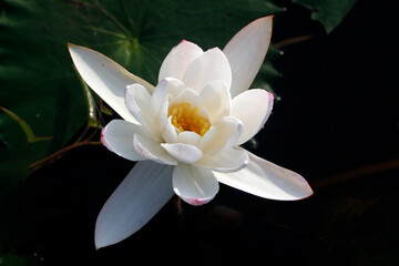 Beautiful White Water Lily Flower with Yellow Center Blooming in a Dark Pond with Green Leaves in Background