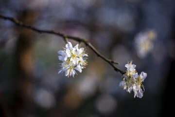 Delicate white blossoms emerge on slender branch, creating serene and tranquil natural display. soft focus enhances peaceful atmosphere, evoking feelings of purity and new beginnings in spring