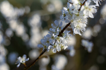 Delicate white flowers bloom on branch, showcasing beauty of spring. Sunlight gently illuminates blossoms, creating fresh and vibrant scene that evokes feeling of peaceful joy