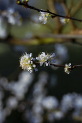 Delicate white blossom bloom on dark branch, showcasing nature serene beauty. Soft light illuminates petal, evoking peaceful spring feeling, symbol of new life