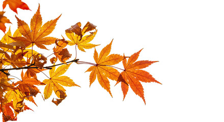 Vibrant autumn maple leaves in warm orange and red hues on a branch.