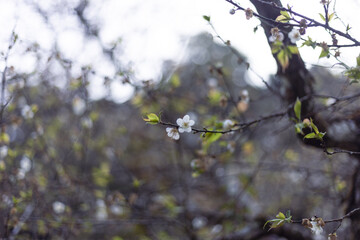 White plum blossom adorns delicate branch, showcasing new green leaf. Fresh bloom signifies arrival of spring season. Gentle beauty evokes peaceful, hopeful feeling. Natural setting offers
