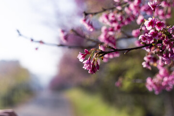 Vibrant pink cherry blossoms unfurl delicate petals, beautiful spectacle of spring cheerful arrival. Sunlight softly illuminates flowering branch, creating serene natural scene