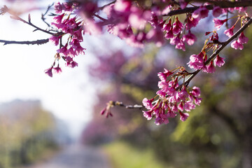 Beautiful pink cherry blossoms gracefully bloom tree branches, symbolizing spring arrival with...
