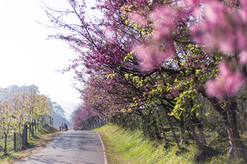Winding road gracefully curves through scenic landscape, flanked by vibrant trees adorned with pink blossoms. Floral nature scene evokes joyful spring feeling, inviting tranquil journey