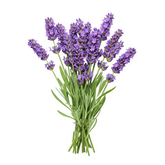 Naklejka premium Freshly cut vibrant purple lavender flowers and green leaves, naturally arranged on transparent, no shadows, top-down, ultra realistic studio product shot concept of botanical purity