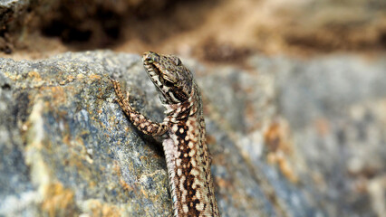 face of a lizard looking angry