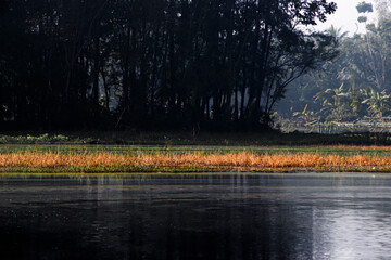 Tranquil Lakeside Morning Landscape with Golden Grass, Misty Reflections, and Dense Forest...