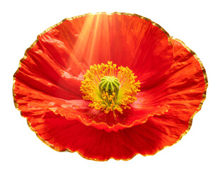 Fantasy Golden-Edged Poppy Bloom with Surreal Glow