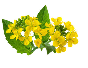  Cluster of Blooming Mustard Flowers with Fresh Leaves