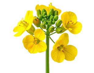 Bright Yellow Mustard Flower with Delicate Green Stem