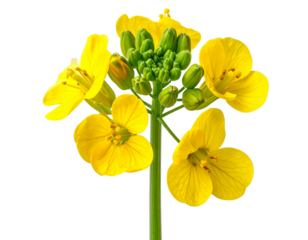 Bright Yellow Mustard Flower with Delicate Green Stem
