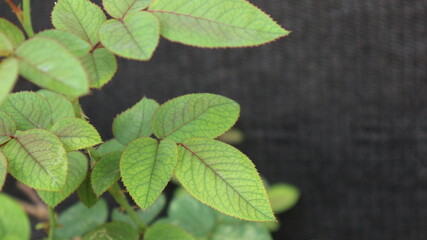 rose flower leaf with blured black background beautyfull leaf in the side
