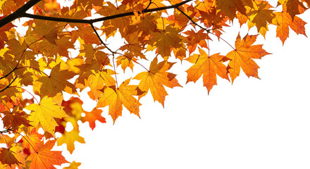 Vibrant autumn maple leaves in warm seasonal colors.