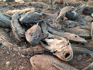 Several dead Hypostomus plecostomus fish lying on the ground.