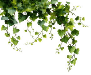 Green ivy vine with heartshaped leaves, isolated on transparent background, cascading downwards with delicate tendrils and small new growth, creating a natural border effect