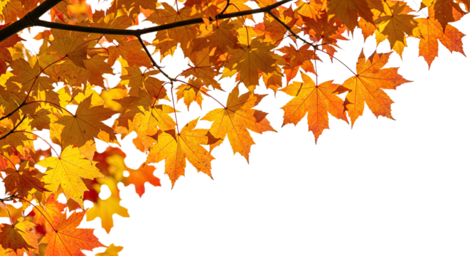 Vibrant autumn maple leaves in warm seasonal colors.
