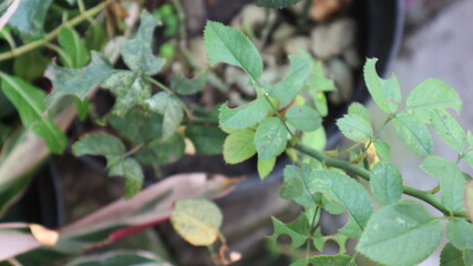 rose tree leaf rose leaf blurred picture
