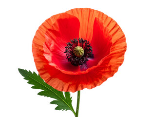 Elegant Poppy Blossom with Subtle Green Leaves in Minimalist Style