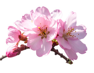 Cluster of Pink Sakura Flowers with Buds and Green Stem