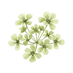 Obraz premium Delicate watercolor illustration of greenish-yellow flower cluster isolated on white background