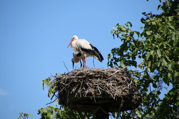 Stork family in the nest