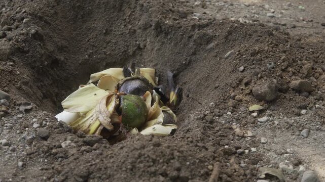 Organic waste decomposing in a compost pit