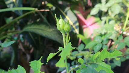 rosebud beautyfull rose that not yet bloom flower in the wild with a lot of leaf natural background