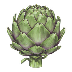 Obraz premium Detailed watercolor illustration of a fresh, green artichoke with purple accents isolated on white background