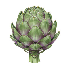 Obraz premium Detailed watercolor artichoke depicting green and purple leafy layers isolated on white background