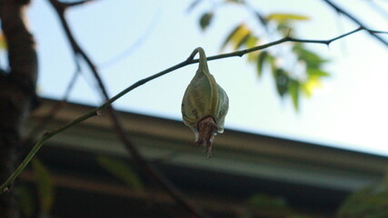 seed from dendrobium orchid flower with blurred background green unique fruit