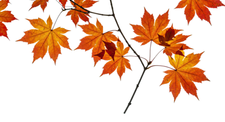 Vibrant autumn maple leaves on a branch in fall season 2.