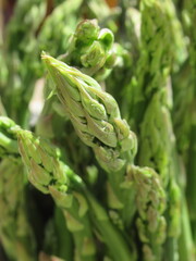 Zbliżenie na młode pędy szparagi © Kumulugma