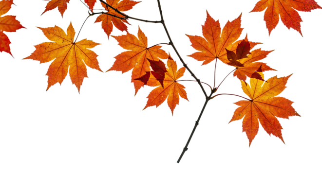 Vibrant autumn maple leaves on a branch in fall season 2.