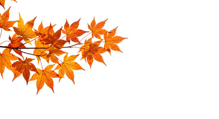 Fototapeta premium Vibrant autumn maple leaves on a branch in fall season.