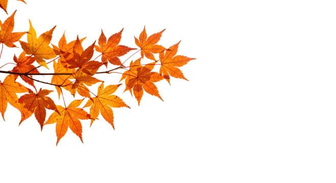 Vibrant autumn maple leaves on a branch in fall season. - Powered by Adobe