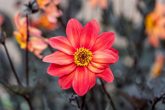 Dahlia 'Schipper's Bronze' a summer autumn fall flowering tuber plant with an orange red  summertime flower, gardening stock photo image