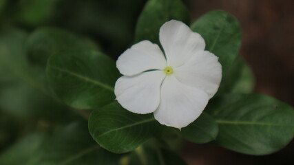 white flower in dark exposure blurry Madagascar Periwinkle Rose Periwinkle Old Maid beautyfull white flower