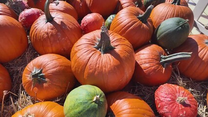 Various bright orange pumpkins and diverse colorful gourds are neatly displayed on rustic hay, perfectly celebrating the vibrant autumn harvest season - Powered by Adobe